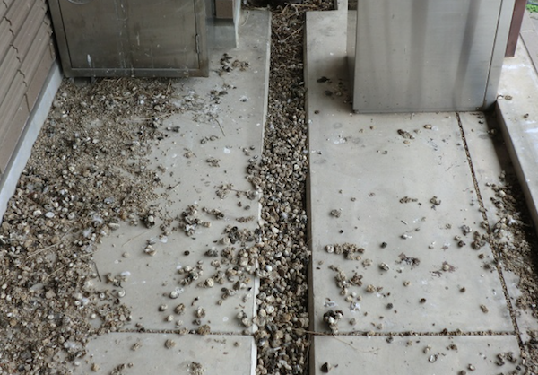 福岡県　ハトよけ