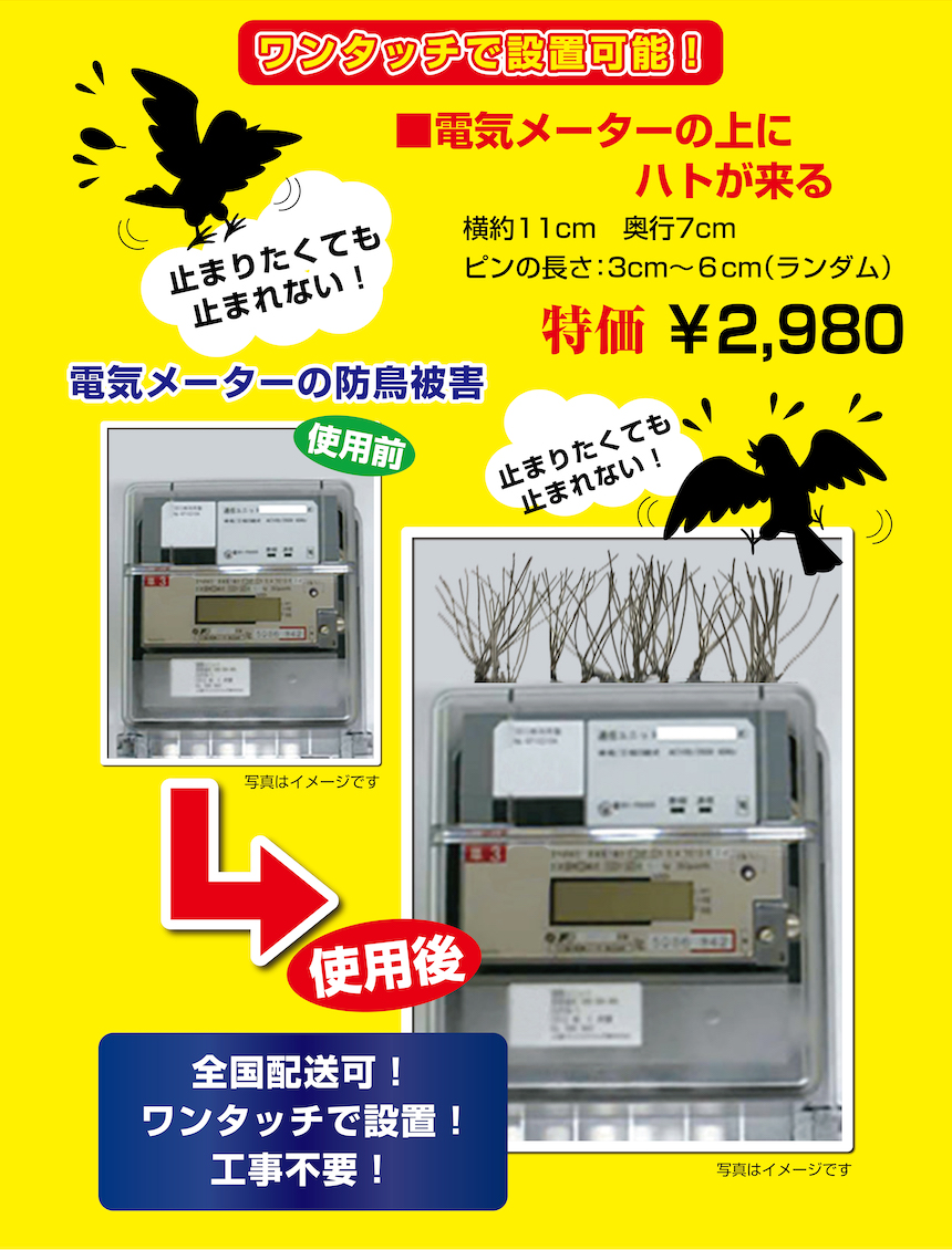 電気メーターの上にハトが来る